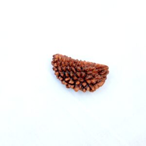 ekamukhi-rudraksha