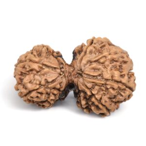 gauri-shankar-rudraksha