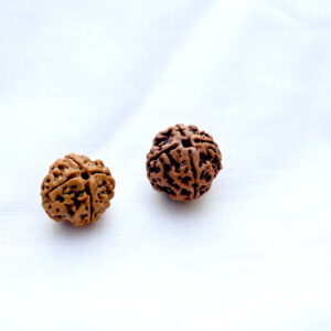 chaturmukhi-rudraksha