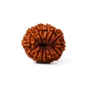 trayodashmukhi-rudraksha