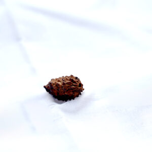 do-mukhi-rudraksha