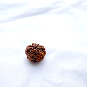 panchmukhi-rudraksha