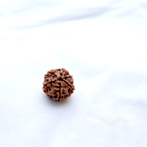 shanmukhi-rudraksha