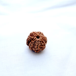 saptamukhi-rudraksha